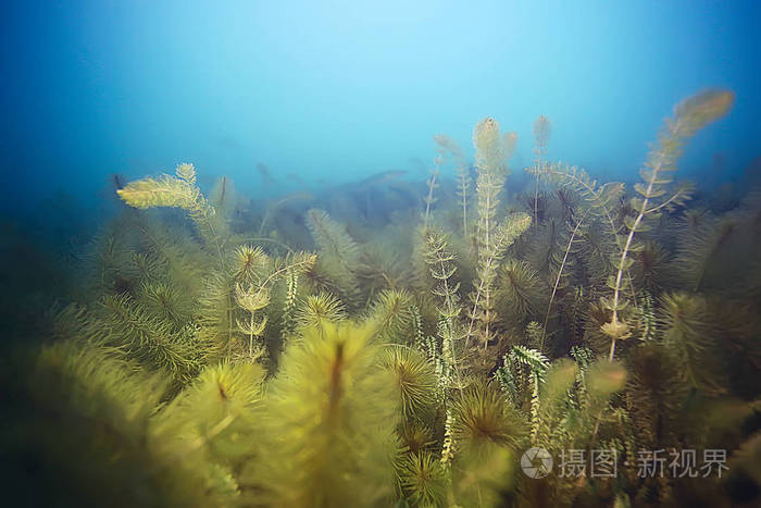 海底的绿色海藻