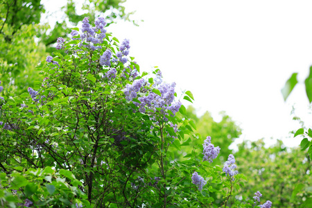 春天的丁香花