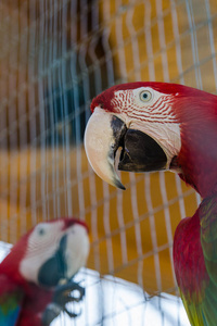 彩色鹦鹉关在动物园的笼子里