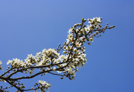 苹果树