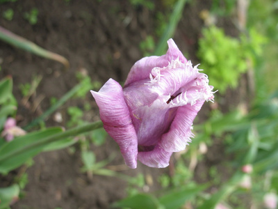 绿色植物丁香花