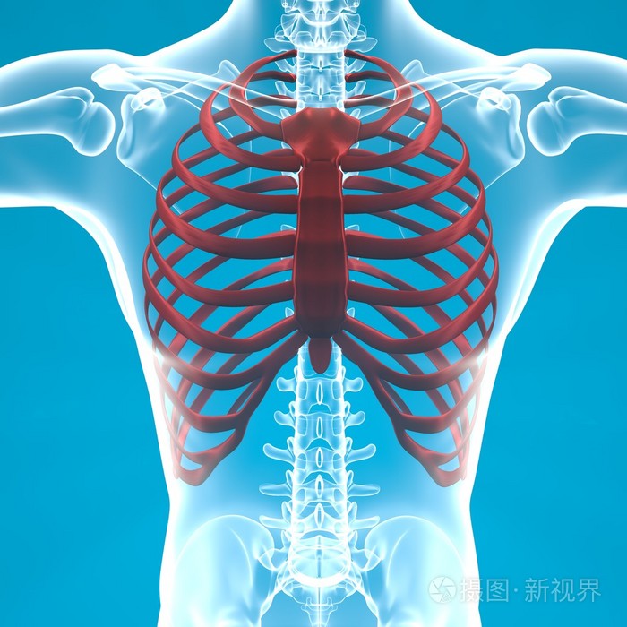 人类胸腔 x 光