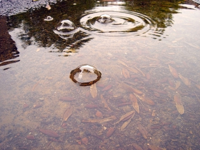 雨点，雨滴 raindrop的名词复数 