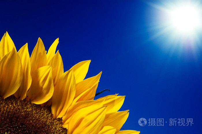 阳光下的向日葵