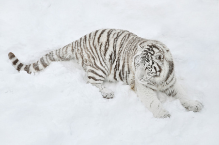 躺在雪地里的白虎