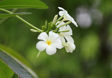 鸡蛋花花卉