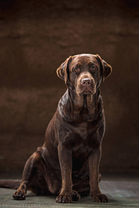黑色的拉布拉多犬，采取在黑暗背景下的肖像