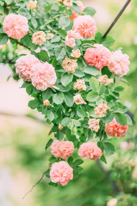 盛开在灌木丛中的粉红色玫瑰的垂直特写视图