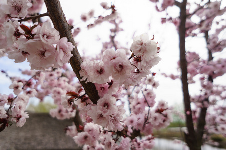 春天开花桃