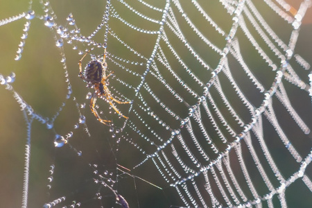 web 上的蜘蛛