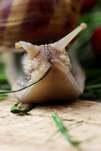 履带式蜗牛吃草。爬山虎在草地上雨后的蜗牛。蜗牛。Closeup.Macro