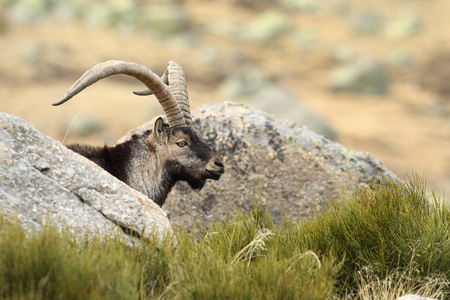 西班牙 ibex 交配季节