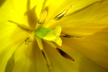 黄色花卉详细信息