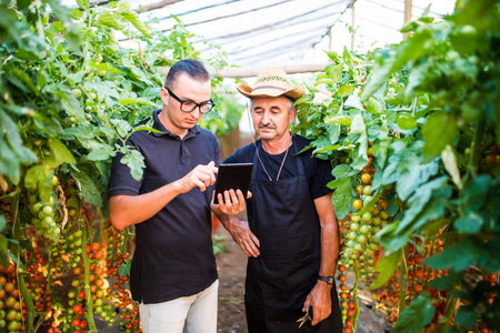 两个农业农民工人考查时的订单樱桃番茄在线从客户在温室中的平板电脑。农业业务