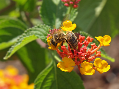 兰塔纳花的蜜蜂