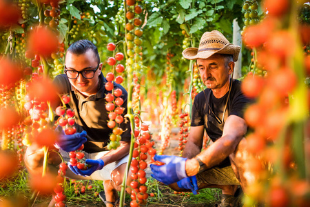 两名男子农业工作者检验和收集收获温室樱桃番茄