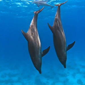 海豚水下