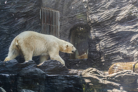 大型成人白色北极熊。动物园 野生动物 哺乳动物概念
