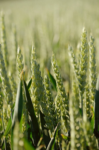 黑麦字段。农业的背景