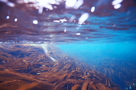 海底美丽的海藻