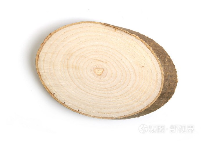 树干横截面