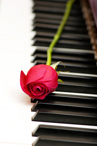 浪漫概念钢琴红玫瑰