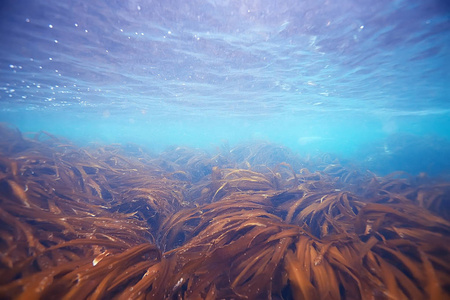 美丽的海带海藻