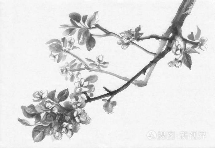 苹果树开花水墨画