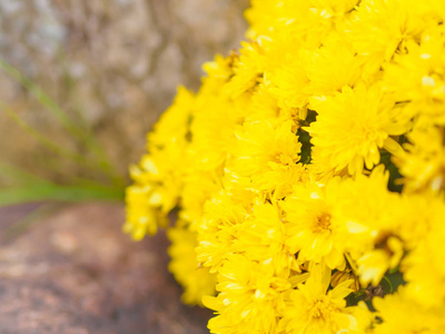 软焦点黄色菊花 FlowerChrysanthemum morifolium 黑色背景