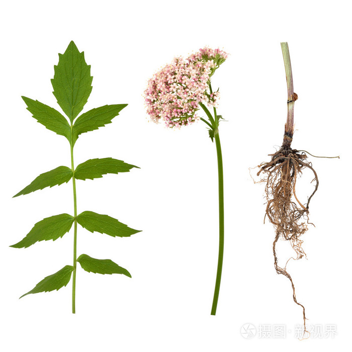 缬草叶根和花
