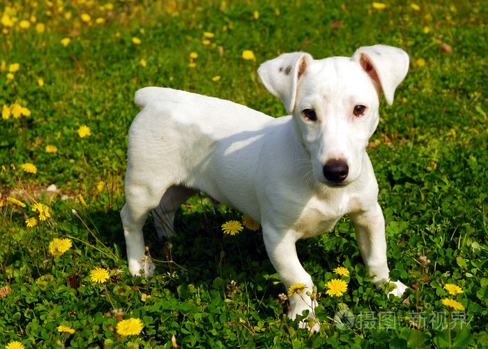 小狗杰克罗素猎犬