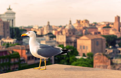 海鸥在日落时在罗马的罗马论坛