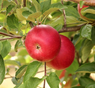 在果园里准备收割成熟的苹果
