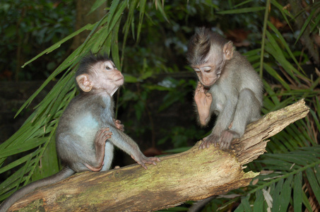 猴 monkey的名词复数  猿 淘气鬼 小淘气