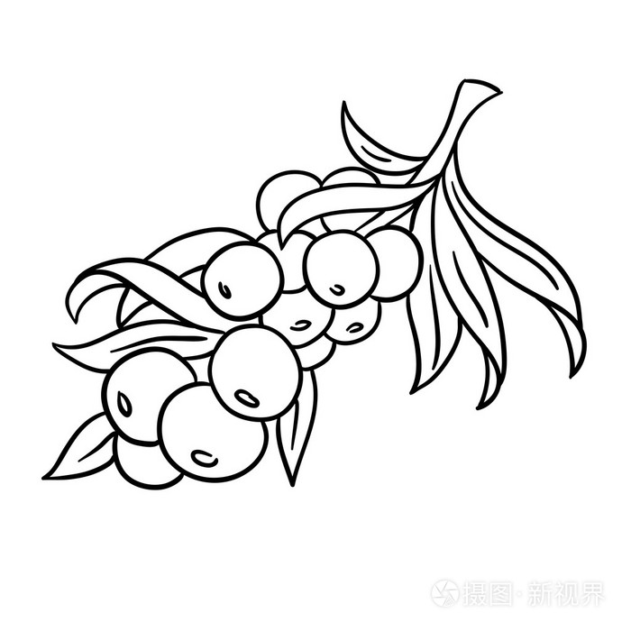 大果沙棘浆果中的分支.sanddorn.线图.白色背景上孤立