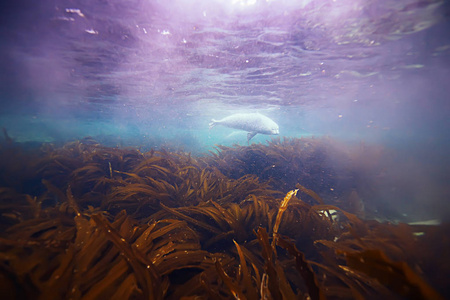 海水中的封印兽