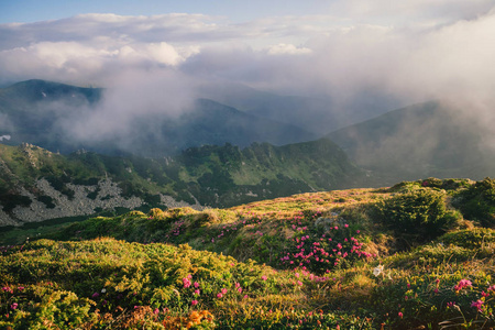 大雾山风景用盛开的杜鹃花花朵图片