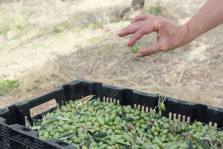 手整理成熟橄榄