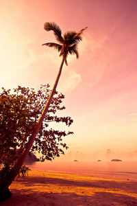 热带沙滩上的椰子棕榈