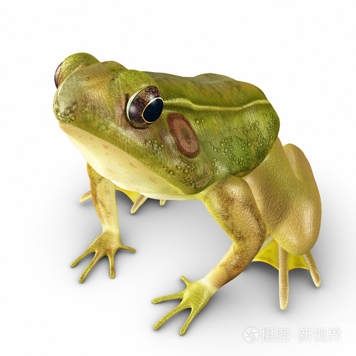 在白色的蛙青蛙