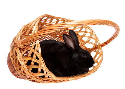 黑兔在篮子里。