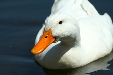 池塘里的白色家鸭