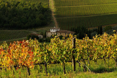 美丽视图的葡萄园在 Le Sieci，佛罗伦萨附近的基安蒂大区。意大利