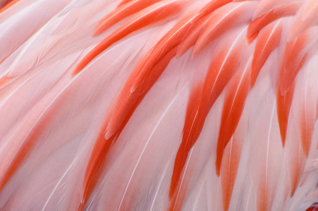 自然和异国情调的粉红的火烈鸟羽毛背景纹理