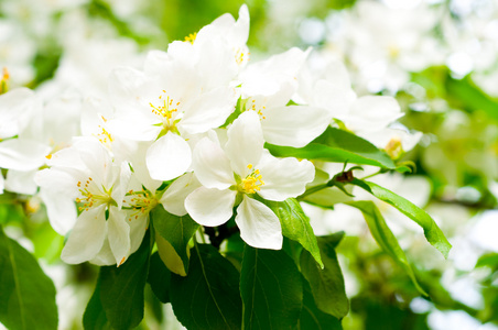 开花苹果树