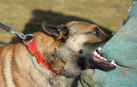 训练警犬