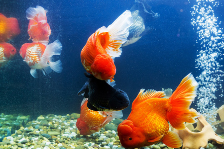 在水族馆有绿色的植物金鱼