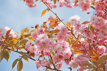 樱桃花