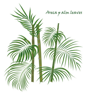 科热带棕榈槟榔叶。在平面颜色风格的写实画。白色背景上孤立