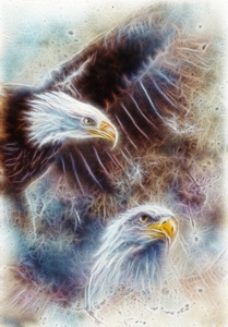 象征着美国人的自由的在两个老鹰幅美丽的画